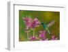 mexican violetear hummingbird feeding on pink wildflower-claudio contreras-Framed Photographic Print