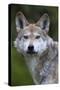 Mexican Wolf (Canis Lupus Baileyi), Mexican Subspecies, Probably Extinct In The Wild, Captive-Claudio Contreras-Stretched Canvas