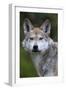 Mexican Wolf (Canis Lupus Baileyi), Mexican Subspecies, Probably Extinct In The Wild, Captive-Claudio Contreras-Framed Photographic Print