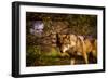 Mexican Wolf, Julien, California, United States of America, North America-Laura Grier-Framed Photographic Print