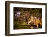 Mexican Wolf, Julien, California, United States of America, North America-Laura Grier-Framed Photographic Print