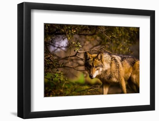 Mexican Wolf, Julien, California, United States of America, North America-Laura Grier-Framed Photographic Print