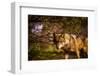 Mexican Wolf, Julien, California, United States of America, North America-Laura Grier-Framed Photographic Print