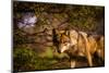 Mexican Wolf, Julien, California, United States of America, North America-Laura Grier-Mounted Photographic Print