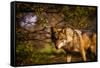 Mexican Wolf, Julien, California, United States of America, North America-Laura Grier-Framed Stretched Canvas