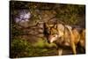 Mexican Wolf, Julien, California, United States of America, North America-Laura Grier-Stretched Canvas