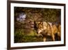 Mexican Wolf, Julien, California, United States of America, North America-Laura Grier-Framed Photographic Print