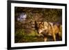 Mexican Wolf, Julien, California, United States of America, North America-Laura Grier-Framed Photographic Print