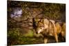 Mexican Wolf, Julien, California, United States of America, North America-Laura Grier-Mounted Photographic Print