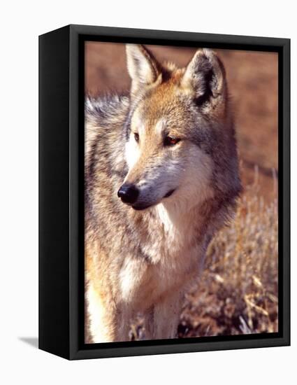 Mexican Wolf, Native to Mexico-David Northcott-Framed Stretched Canvas