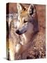 Mexican Wolf, Native to Mexico-David Northcott-Stretched Canvas