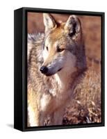 Mexican Wolf, Native to Mexico-David Northcott-Framed Stretched Canvas