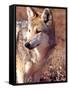 Mexican Wolf, Native to Mexico-David Northcott-Framed Stretched Canvas
