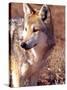 Mexican Wolf, Native to Mexico-David Northcott-Stretched Canvas