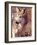 Mexican Wolf, Native to Mexico-David Northcott-Framed Premium Photographic Print