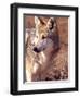 Mexican Wolf, Native to Mexico-David Northcott-Framed Premium Photographic Print