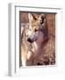 Mexican Wolf, Native to Mexico-David Northcott-Framed Premium Photographic Print