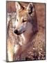 Mexican Wolf, Native to Mexico-David Northcott-Mounted Premium Photographic Print