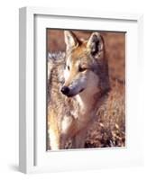 Mexican Wolf, Native to Mexico-David Northcott-Framed Photographic Print