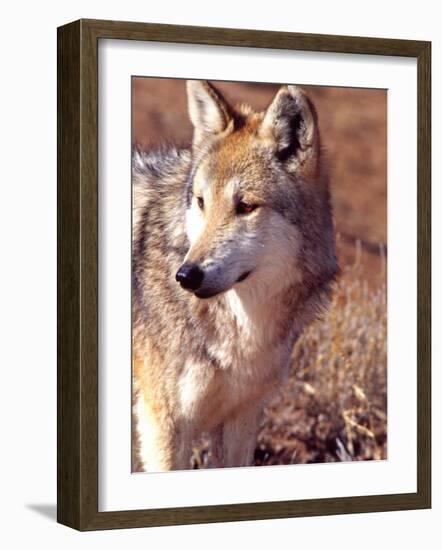 Mexican Wolf, Native to Mexico-David Northcott-Framed Photographic Print