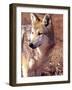 Mexican Wolf, Native to Mexico-David Northcott-Framed Photographic Print