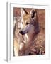 Mexican Wolf, Native to Mexico-David Northcott-Framed Photographic Print