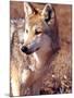 Mexican Wolf, Native to Mexico-David Northcott-Mounted Photographic Print