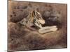 Mexican Wolf-Rusty Frentner-Mounted Giclee Print