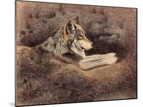 Mexican Wolf-Rusty Frentner-Mounted Giclee Print