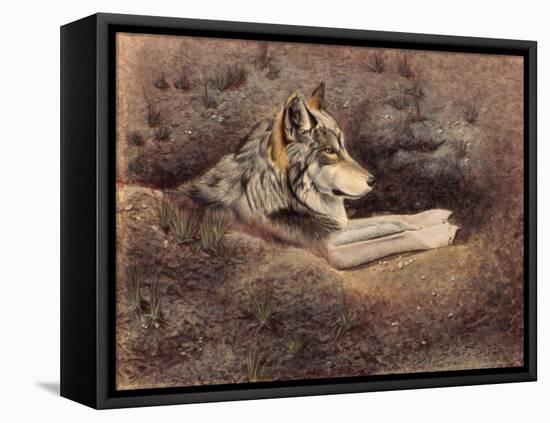 Mexican Wolf-Rusty Frentner-Framed Stretched Canvas