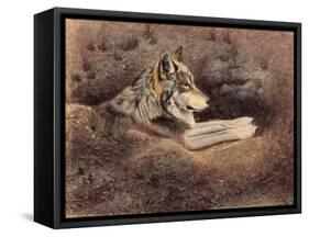 Mexican Wolf-Rusty Frentner-Framed Stretched Canvas