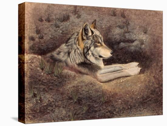 Mexican Wolf-Rusty Frentner-Stretched Canvas