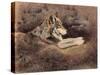 Mexican Wolf-Rusty Frentner-Stretched Canvas