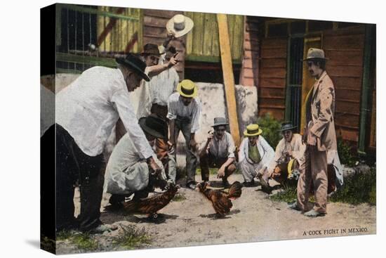 Mexico - A Cock Fight Scene-Lantern Press-Stretched Canvas