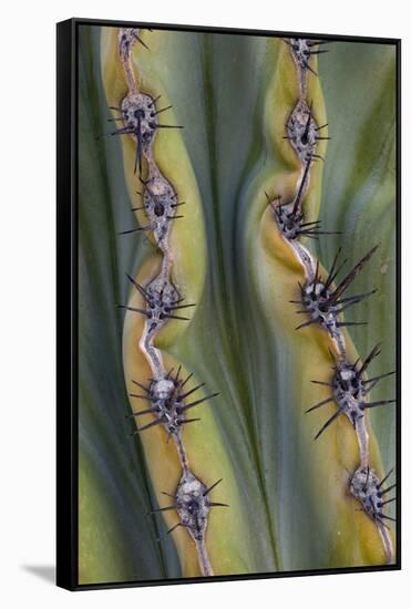 Mexico, Baja California. Abstract Line Detail of Cordon Cactus in Valley of the Giants-Judith Zimmerman-Framed Stretched Canvas