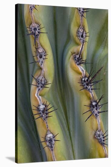 Mexico, Baja California. Abstract Line Detail of Cordon Cactus in Valley of the Giants-Judith Zimmerman-Stretched Canvas