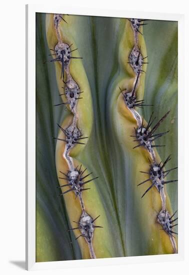 Mexico, Baja California. Abstract Line Detail of Cordon Cactus in Valley of the Giants-Judith Zimmerman-Framed Photographic Print