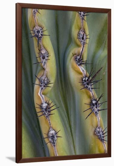 Mexico, Baja California. Abstract Line Detail of Cordon Cactus in Valley of the Giants-Judith Zimmerman-Framed Photographic Print