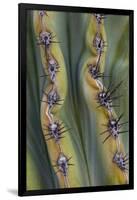 Mexico, Baja California. Abstract Line Detail of Cordon Cactus in Valley of the Giants-Judith Zimmerman-Framed Photographic Print