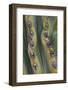 Mexico, Baja California. Abstract Line Detail of Cordon Cactus in Valley of the Giants-Judith Zimmerman-Framed Photographic Print