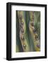 Mexico, Baja California. Abstract Line Detail of Cordon Cactus in Valley of the Giants-Judith Zimmerman-Framed Photographic Print