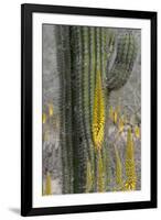 Mexico, Baja California, Agave and Cordon Cactus Near Playa Balandra-Judith Zimmerman-Framed Photographic Print