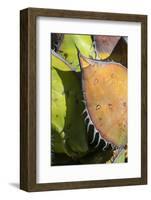 Mexico, Baja California, Agave Spines and Designs-Judith Zimmerman-Framed Photographic Print