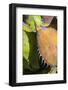 Mexico, Baja California, Agave Spines and Designs-Judith Zimmerman-Framed Photographic Print