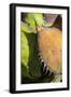 Mexico, Baja California, Agave Spines and Designs-Judith Zimmerman-Framed Photographic Print