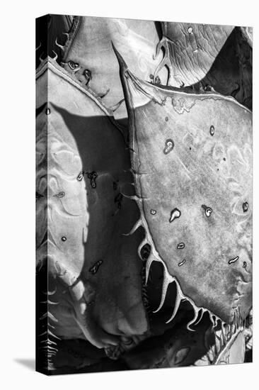 Mexico, Baja California, Black and White Image of Agave Spines and Designs-Judith Zimmerman-Stretched Canvas