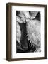 Mexico, Baja California, Black and White Image of Agave Spines and Designs-Judith Zimmerman-Framed Photographic Print