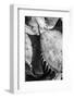 Mexico, Baja California, Black and White Image of Agave Spines and Designs-Judith Zimmerman-Framed Photographic Print