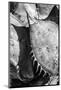 Mexico, Baja California, Black and White Image of Agave Spines and Designs-Judith Zimmerman-Mounted Photographic Print