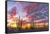 Mexico, Baja California, Cactus forest near Catavinia-Christian Heeb-Framed Stretched Canvas